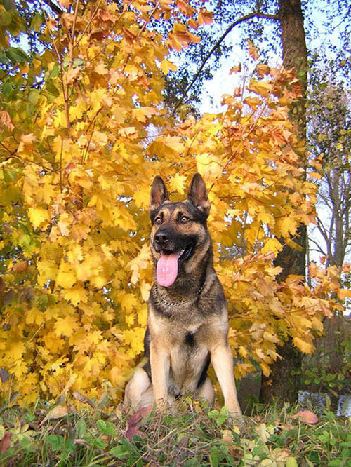 My dog Garry /German Shepherd/