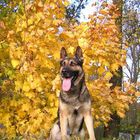 My dog Garry /German Shepherd/