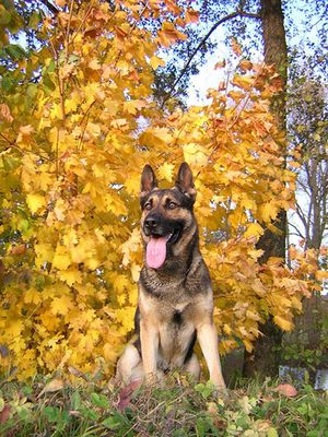 My dog Garry /German Shepherd/