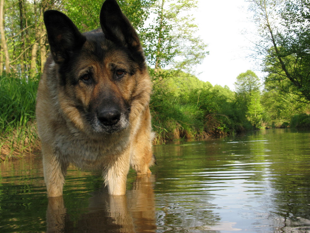 My Dog in Water