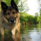 My Dog in Water