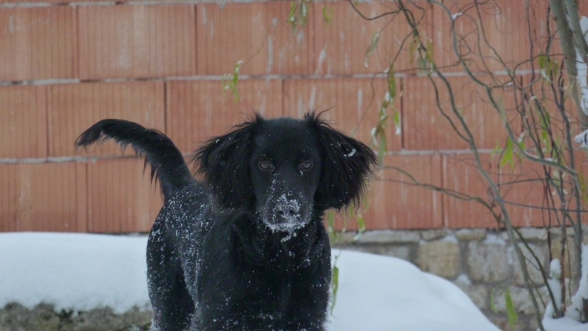 my dog the snow-dog