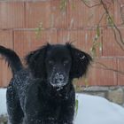 my dog the snow-dog