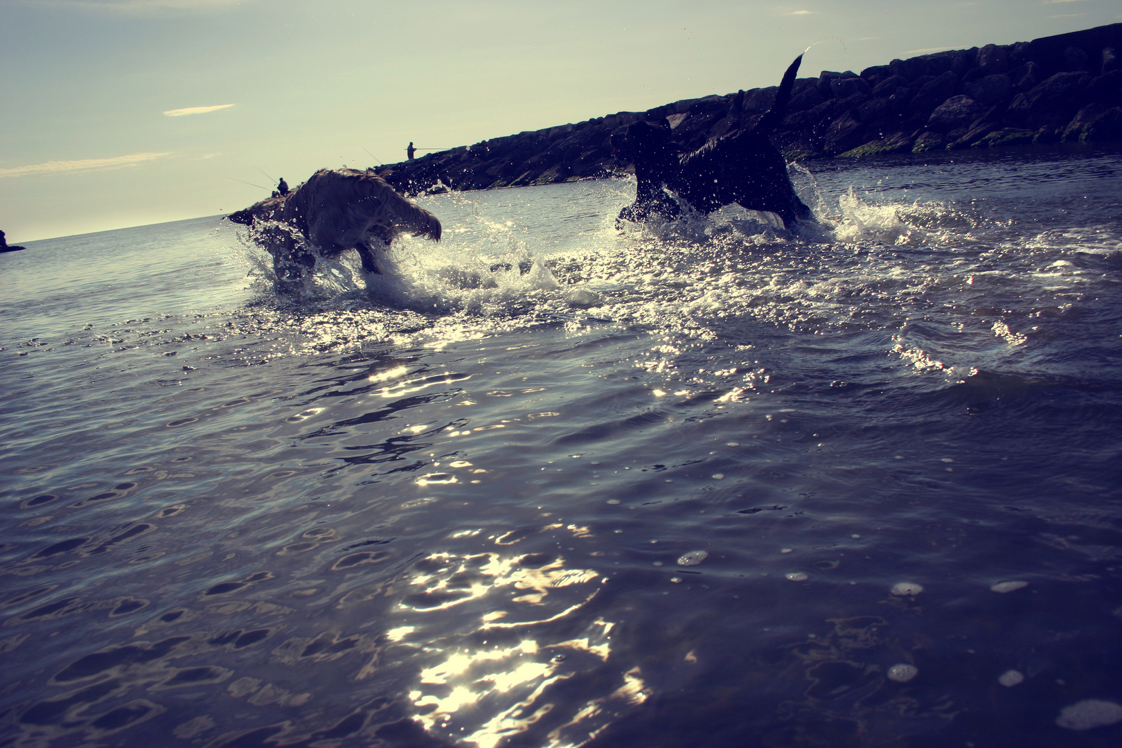 My dogs at the sea side