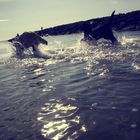 My dogs at the sea side