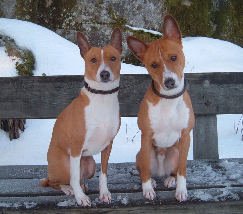 My dogs, Basenji, Carmen Cita and her son Nemo