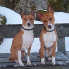 My dogs, Basenji, Carmen Cita and her son Nemo