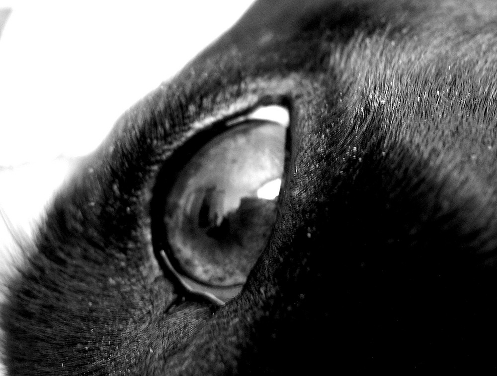 My dogs eye