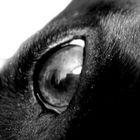 My dogs eye
