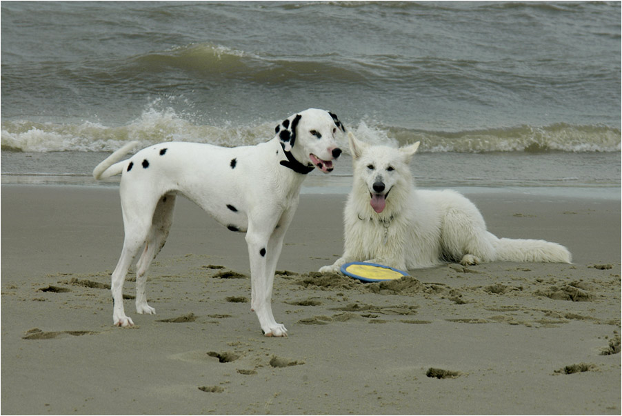 My dogs ... Luna and Inca .......