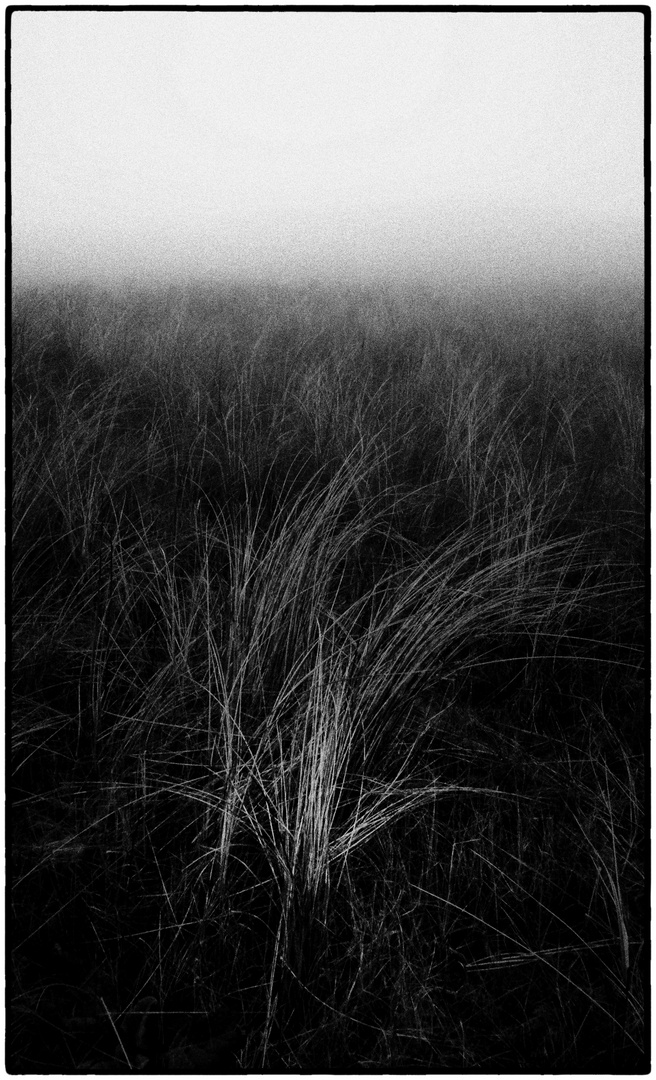 My Dutch Diary Foggy Day #4 - Dune grass