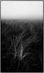 My Dutch Diary Foggy Day #4 - Dune grass