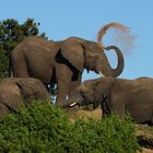 My Elephants- Sand-Dusche