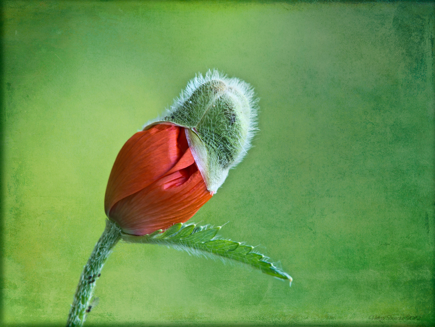 My Fascinator ;-)