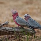 My favorite birds in Down Under