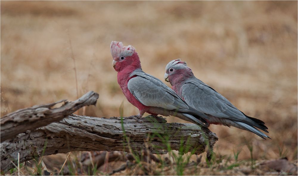 My favorite birds in Down Under