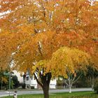 My favorite fall tree