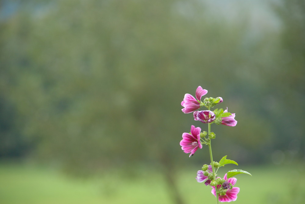 My favorite Flowers