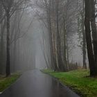 My favorite road in the fog!