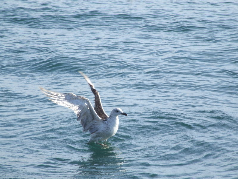 My favorite Seagull