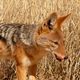 My favourite - a jackal