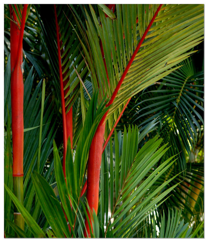 My Favourite Of All Palm Trees, The Red Sealing Wax Palm.. Story Within