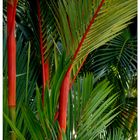 My Favourite Of All Palm Trees, The Red Sealing Wax Palm.. Story Within.
