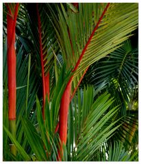 My Favourite Of All Palm Trees, The Red Sealing Wax Palm.. Story Within.