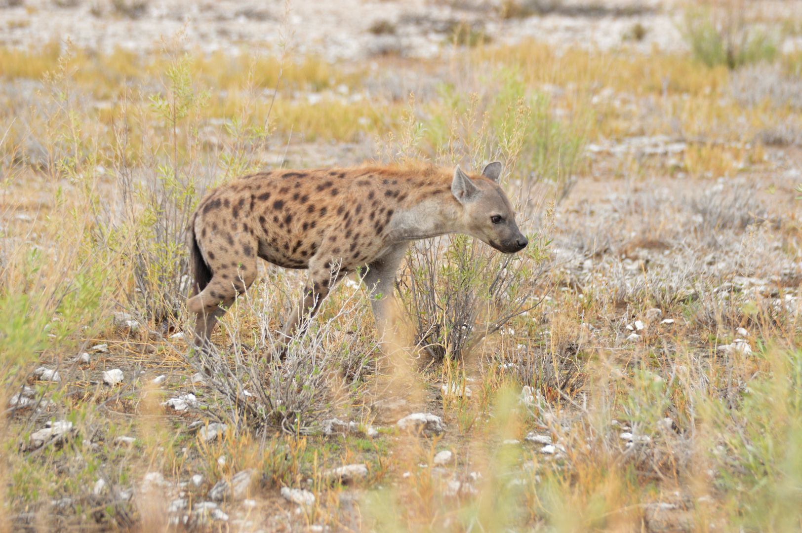 My favourite ones: spottet hyena