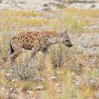 My favourite ones: spottet hyena
