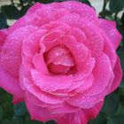 my favourite rose