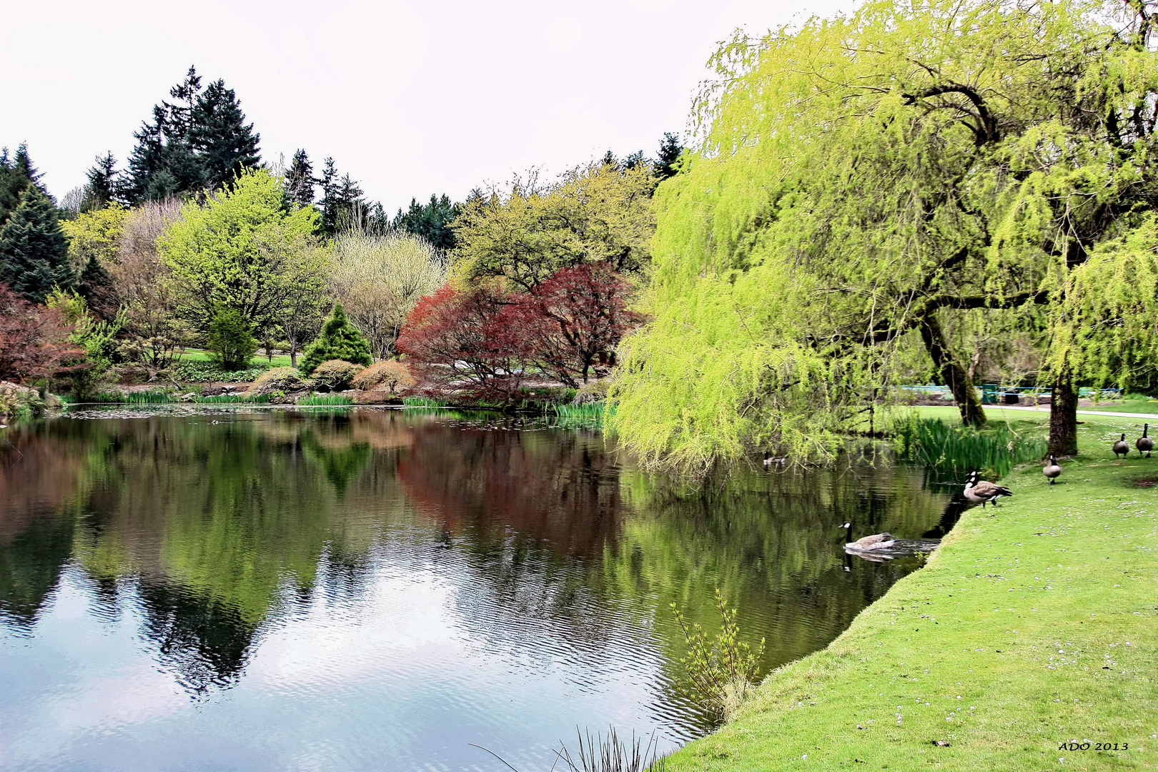 My Favourite View and the Canada Geese