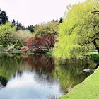 My Favourite View and the Canada Geese