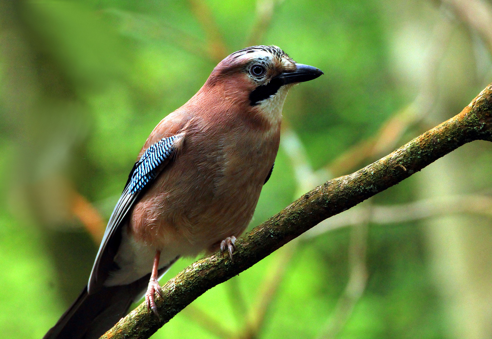 My Feathered Friend.