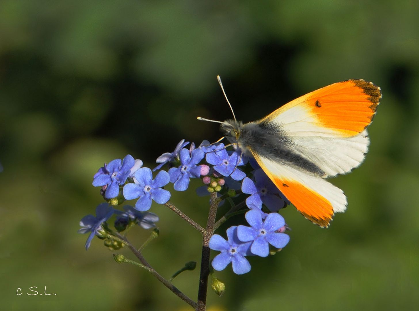 My first butterfly