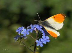 My first butterfly