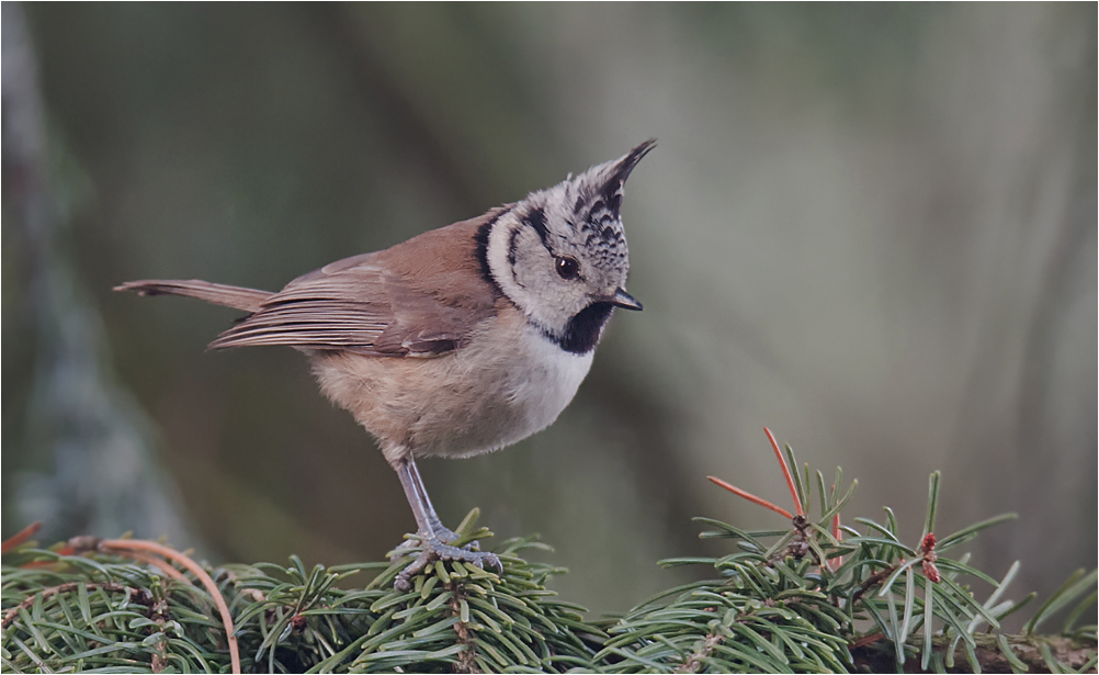 My first crested tit 