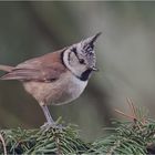 My first crested tit 