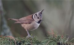 My first crested tit 