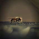 My first Fly