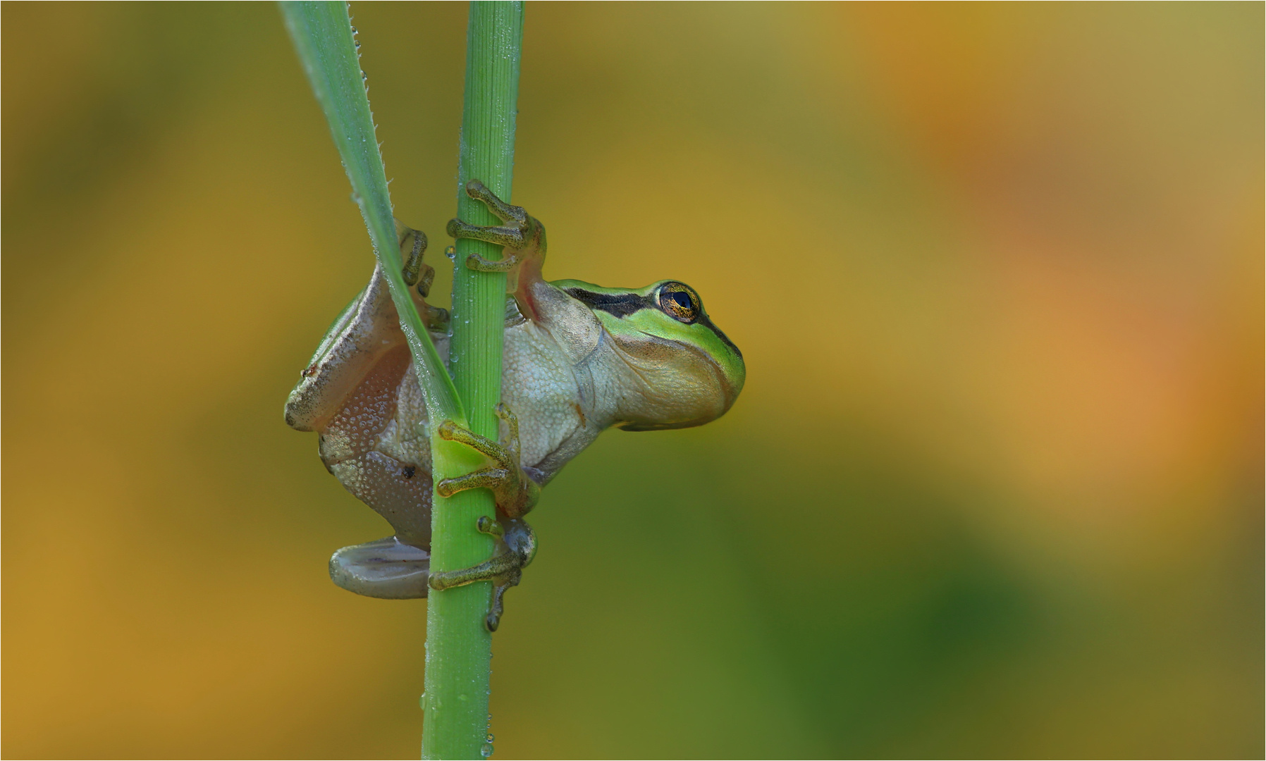 My first froggy.....