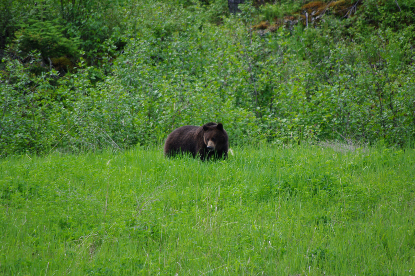 My first Grizzly bear