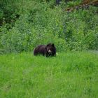 My first Grizzly bear