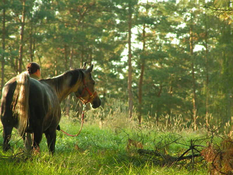 My first horse:)