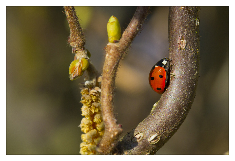 My first Ladybug