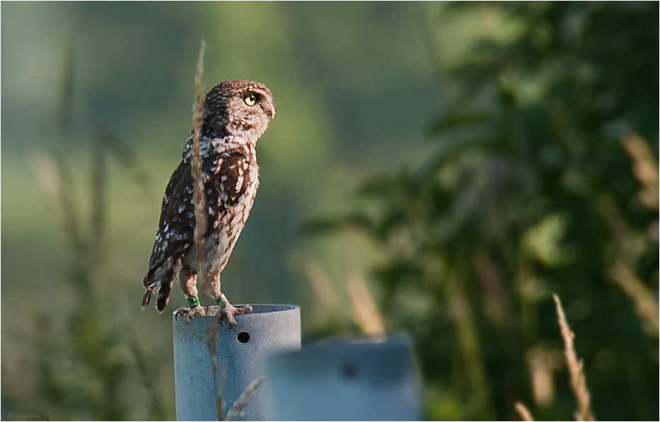 My first Little owl.....