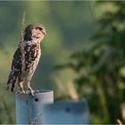 My first Little owl.....