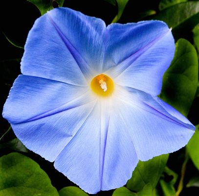 My first Morning Glory