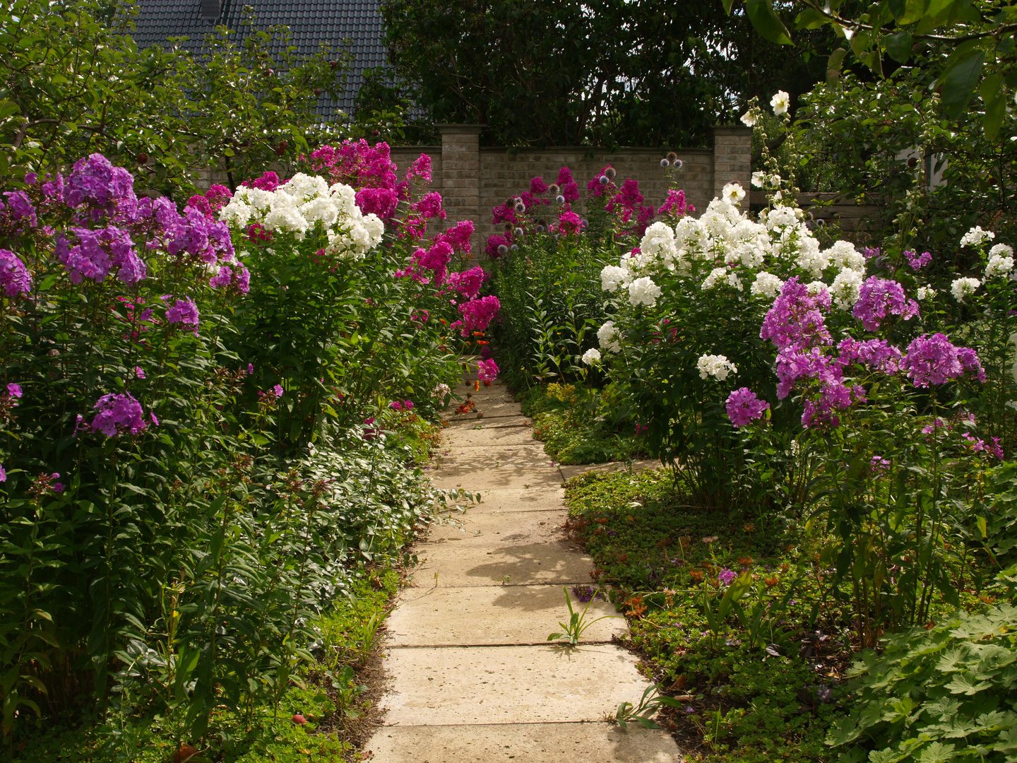 My first phlox alley