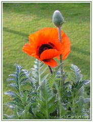 My first Poppy